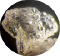 herg9.tif