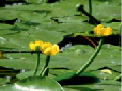 missing image file