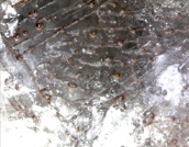 dav-2.tif