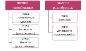 moroz-1.tif