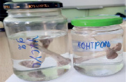 kozl9.tif