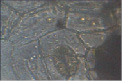 art12.tif