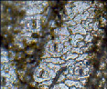 art40.tif