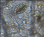 art5.tif