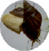 dan12.tif