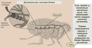 Дыхательная Система Насекомых Картинки