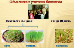 bogk28.tif