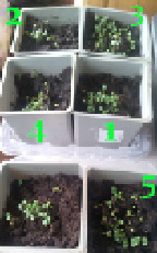 Pleve-27.tif