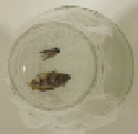 kotl-10.tif