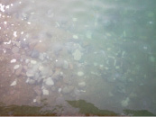 omel-19.tif