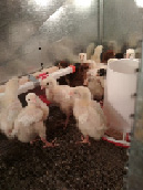 shir-47.tif