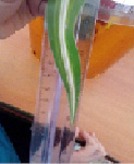 stre-27.tif