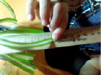 stre-28.tif