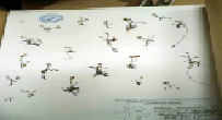 zelan-11.tif