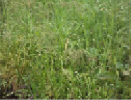 zelan-7.tif