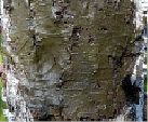 zirk-31.tif