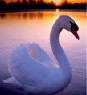 petr15_1.tif