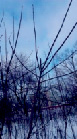 petr22_1.tif