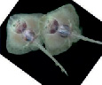 petr9_1.tif