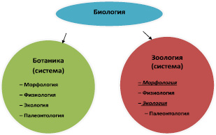 Что объединяет и в чем отличие биологических объектов изображенных на рисунке картофель и побег