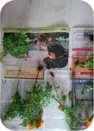 tim2b.tif