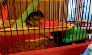 gezl5.tif