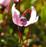 vaccinium_oxycoccos.jpg