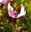 vaccinium_oxycoccos.jpg