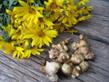 https://vosaduly.ru/upload/001/u131/6/f/jerusalem-artichokes.jpg