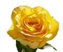 https://images.homedepot-static.com/productImages/887c0dd7-5d90-4308-84f0-7647cbf88b02/svn/globalrose-flower-bouquets-50-birthday-yellow-roses-64_400_compressed.jpg