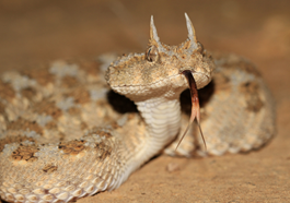 http://o-prirode.com/_nw/12/86547199.png